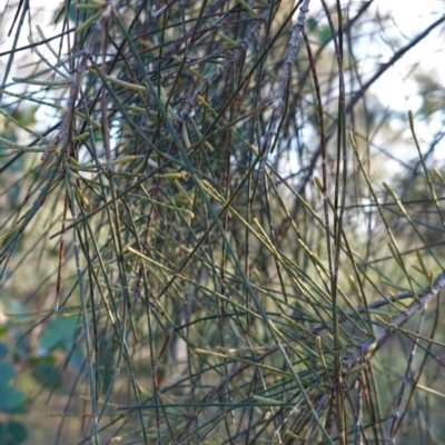 Allocasuarina verticillata (Drooping Sheoak) at Deakin, ACT - 9 Jun 2020 by JackyF