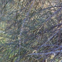 Allocasuarina verticillata at Deakin, ACT - 9 Jun 2020