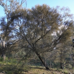 Allocasuarina verticillata at Deakin, ACT - 9 Jun 2020