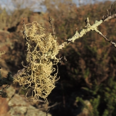 Usnea sp. (genus) (Bearded lichen) at Bullen Range - 20 Feb 2020 by michaelb