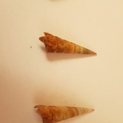 Unverified Marine Invertebrate at Eden, NSW - 15 Jun 2020 by SueC