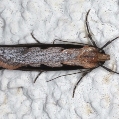 Leptocroca sanguinolenta (A Concealer moth) at Ainslie, ACT - 16 Jun 2020 by jbromilow50