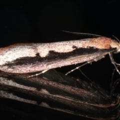 Leptocroca sanguinolenta at Ainslie, ACT - 16 Jun 2020