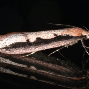 Leptocroca sanguinolenta at Ainslie, ACT - 16 Jun 2020