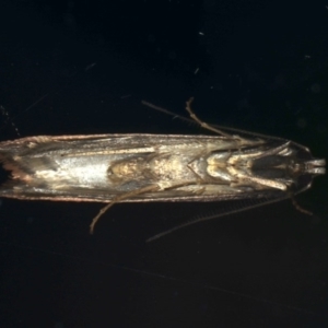 Leptocroca sanguinolenta at Ainslie, ACT - 16 Jun 2020