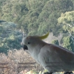 Cacatua galerita (Sulphur-crested Cockatoo) at City Renewal Authority Area - 16 Jun 2020 by JanetRussell
