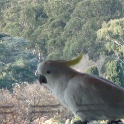 Cacatua galerita (Sulphur-crested Cockatoo) at Parkes, ACT - 16 Jun 2020 by JanetRussell