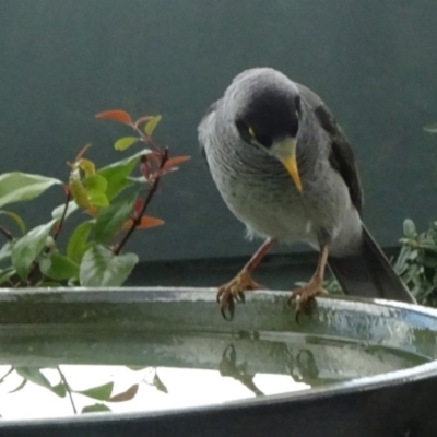 Manorina melanocephala (Noisy Miner) at City Renewal Authority Area - 18 May 2020 by JanetRussell