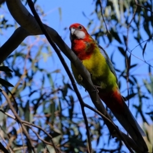 Platycercus eximius at Crace, ACT - 17 Jun 2020 12:30 PM