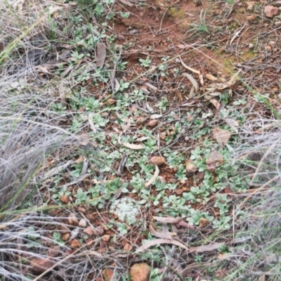 Diplodium truncatum (Little Dumpies, Brittle Greenhood) at Hackett, ACT - 16 Jun 2020 by petersan