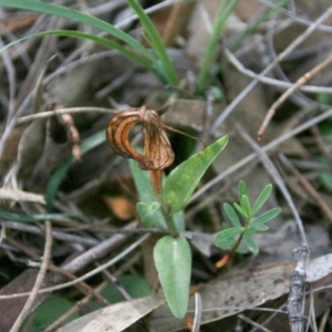 Diplodium truncatum at Hackett, ACT - suppressed