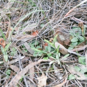 Diplodium truncatum at Hackett, ACT - suppressed