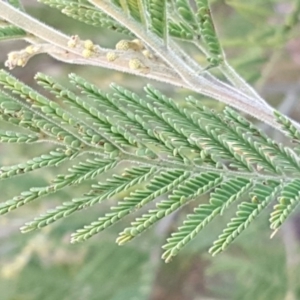 Acacia cardiophylla at Kambah, ACT - 17 Jun 2020 04:12 PM