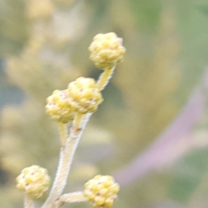 Acacia cardiophylla at Kambah, ACT - 17 Jun 2020