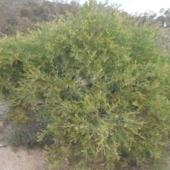 Acacia cardiophylla at Kambah, ACT - 17 Jun 2020