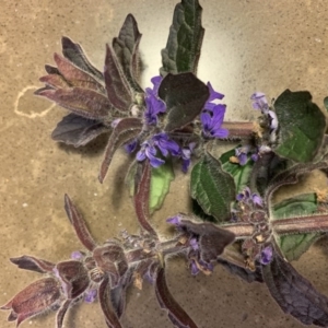 Ajuga australis at Molonglo Valley, ACT - 19 Jun 2020