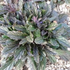 Ajuga australis at Molonglo Valley, ACT - 19 Jun 2020