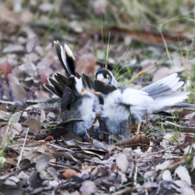 Manorina melanocephala (Noisy Miner) at Holt, ACT - 17 Jun 2020 by Alison Milton