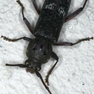 Phacodes obscurus at Ainslie, ACT - 17 Dec 2019