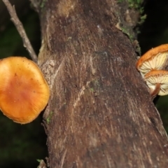 Flammulina velutipes (Velvet shank) at Paddys River, ACT - 16 Jun 2020 by RodDeb