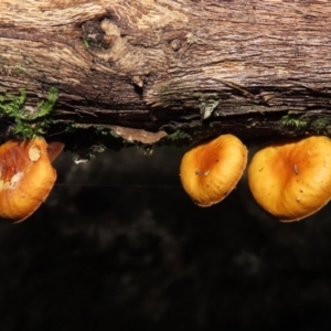 Flammulina velutipes at Paddys River, ACT - 16 Jun 2020