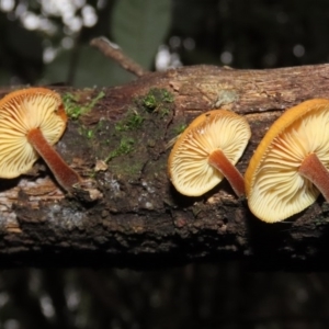 Flammulina velutipes at Paddys River, ACT - 16 Jun 2020