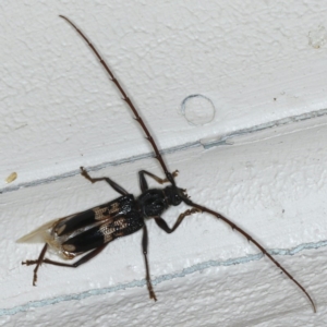 Phoracantha semipunctata at Ainslie, ACT - 17 Dec 2019