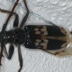 Phoracantha semipunctata at Ainslie, ACT - 17 Dec 2019 10:39 PM