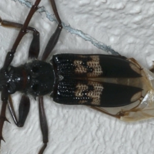 Phoracantha semipunctata at Ainslie, ACT - 17 Dec 2019