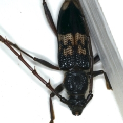 Phoracantha semipunctata at Ainslie, ACT - 17 Dec 2019 10:39 PM