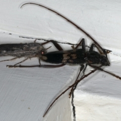 Phoracantha semipunctata at Ainslie, ACT - 17 Dec 2019