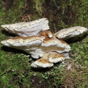 Postia punctata at Paddys River, ACT - 16 Jun 2020