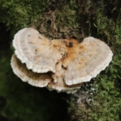 Postia punctata at Paddys River, ACT - 16 Jun 2020