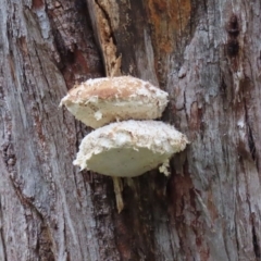 Laetiporus portentosus (White Punk) at Paddys River, ACT - 16 Jun 2020 by RodDeb