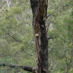 Laetiporus portentosus at Paddys River, ACT - 16 Jun 2020 02:12 PM