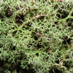Cladia aggregata (A lichen) at Tidbinbilla Nature Reserve - 16 Jun 2020 by RodDeb