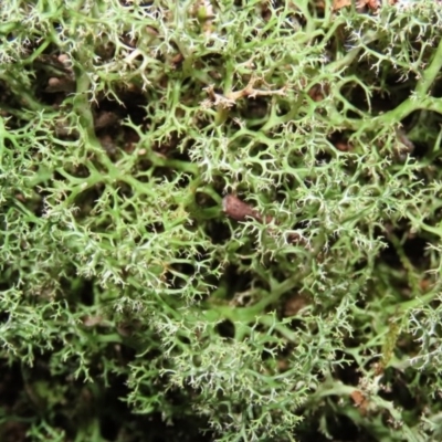 Cladia aggregata (A lichen) at Paddys River, ACT - 16 Jun 2020 by RodDeb