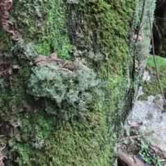 Cladia aggregata at Paddys River, ACT - 16 Jun 2020