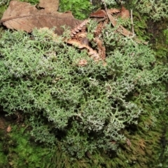 Cladia aggregata at Paddys River, ACT - 16 Jun 2020