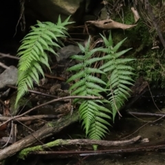 Dicksonia antarctica (Soft Treefern) at Tidbinbilla Nature Reserve - 16 Jun 2020 by RodDeb