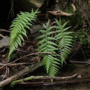 Dicksonia antarctica at Paddys River, ACT - 16 Jun 2020