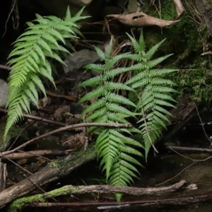 Dicksonia antarctica at Paddys River, ACT - 16 Jun 2020