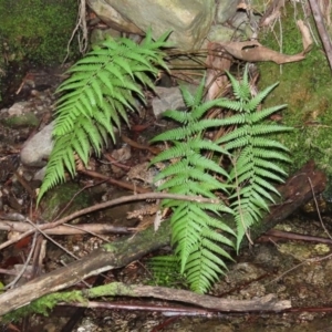 Dicksonia antarctica at Paddys River, ACT - 16 Jun 2020