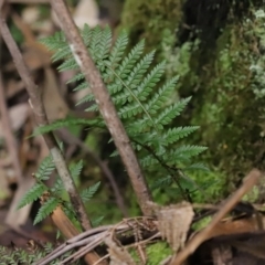 Polystichum proliferum at Paddys River, ACT - 16 Jun 2020