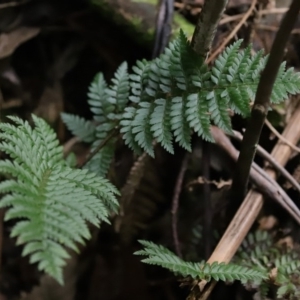 Polystichum proliferum at Paddys River, ACT - 16 Jun 2020