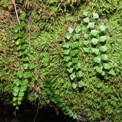 Asplenium flabellifolium (Necklace Fern) at Tidbinbilla Nature Reserve - 16 Jun 2020 by RodDeb