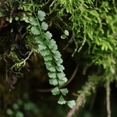 Asplenium flabellifolium at Paddys River, ACT - 16 Jun 2020