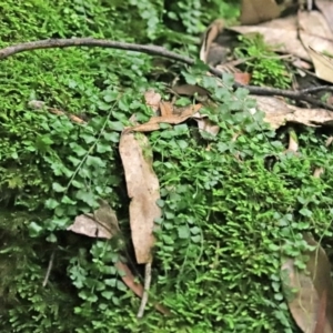 Asplenium flabellifolium at Paddys River, ACT - 16 Jun 2020