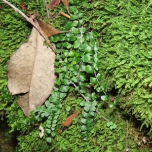 Asplenium flabellifolium at Paddys River, ACT - 16 Jun 2020