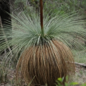 Xanthorrhoea glauca subsp. angustifolia at Paddys River, ACT - 16 Jun 2020